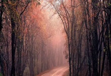 海星赛事-罗马训练开放日,今夜防线松动引欢呼,欧篮联在即,轮换策略成焦点的简单介绍