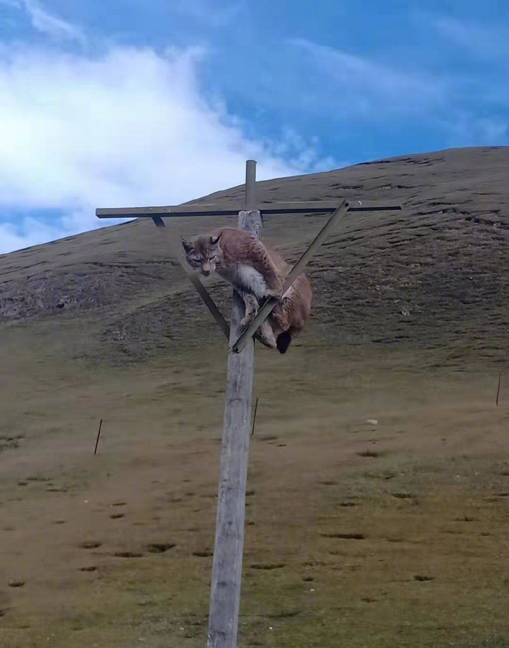 青藏铁路雪域鏖战心得体会 青藏铁路雪域鏖战心得体会